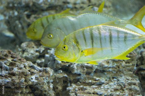 Gnathanodon speciosus, Golden trevally : fisheries, aquaculture .